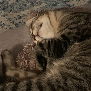 Meet your Posher, Renee